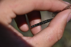 Somatochlora albicincta