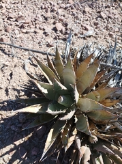 Agave subsimplex