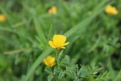 Oxalis dillenii