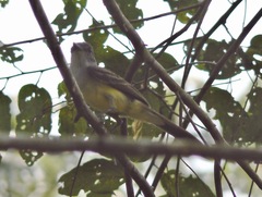 Myiarchus tuberculifer