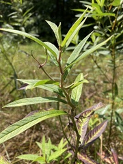 Asclepias incarnata
