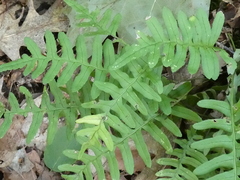 Polypodium virginianum