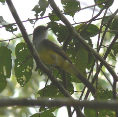 Myiarchus tuberculifer