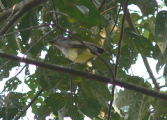 Myiarchus tuberculifer