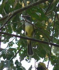 Myiarchus tuberculifer