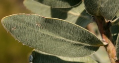 Protea subvestita