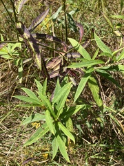 Asclepias incarnata