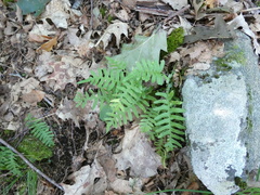 Polypodium virginianum