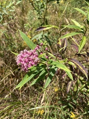 Asclepias incarnata