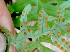 Polypodium virginianum