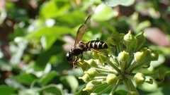 Cerceris arenaria