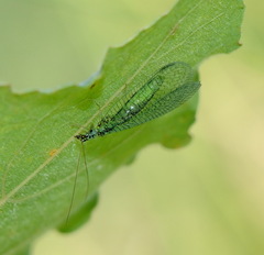 Chrysopa perla