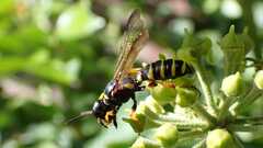 Cerceris arenaria