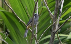 Saltator grandis