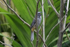 Saltator grandis