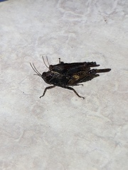 Tettigidea lateralis