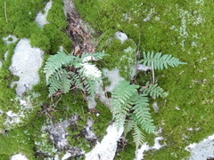 Polypodium virginianum