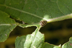 Tytthaspis sedecimpunctata