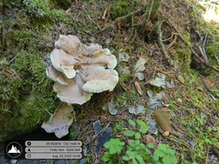 Phellodon violascens