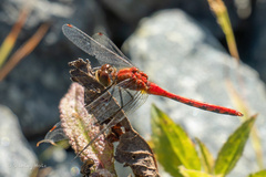Sympetrum internum