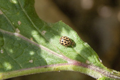 Tytthaspis sedecimpunctata