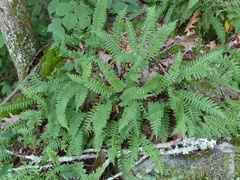 Polypodium virginianum