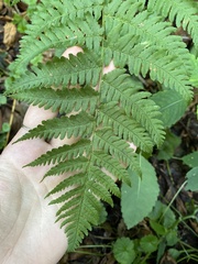 Dryopteris marginalis