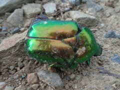Protaetia speciosissima