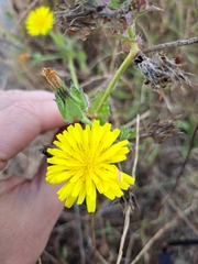 Picris hieracioides