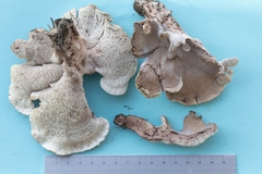 Phellodon violascens