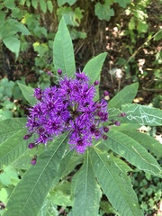 Vernonia gigantea