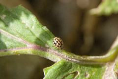 Tytthaspis sedecimpunctata