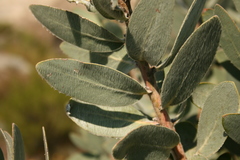 Protea subvestita