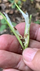 Vincetoxicum hirundinaria