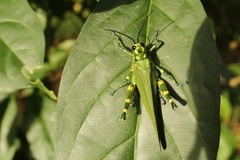 Chromacris psittacus