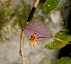 Lepanthes