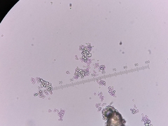 Phellodon violascens