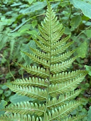 Dryopteris marginalis