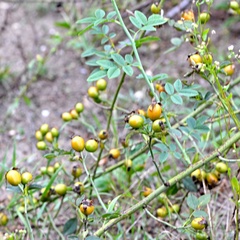 Rosa canina