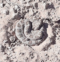 Sistrurus tergeminus