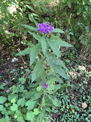 Vernonia gigantea