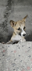 Canis familiaris