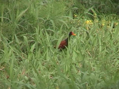 Jacana jacana