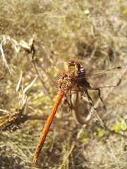 Sympetrum striolatum