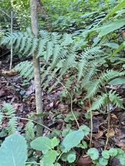Dryopteris marginalis