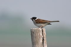 Emberiza schoeniclus