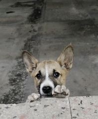 Canis familiaris
