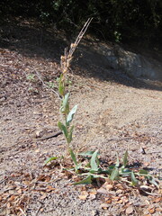 Penstemon centranthifolius