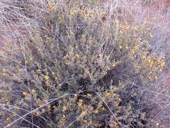Oedera humilis