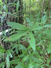 Quercus phellos